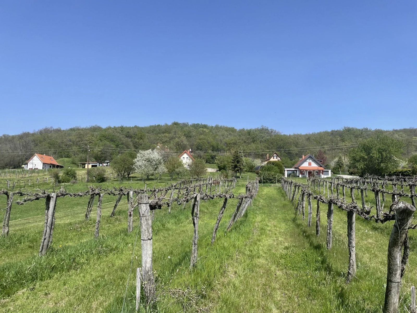 Szőlőhegy